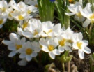 krokus2.jpg