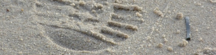 header.jpg