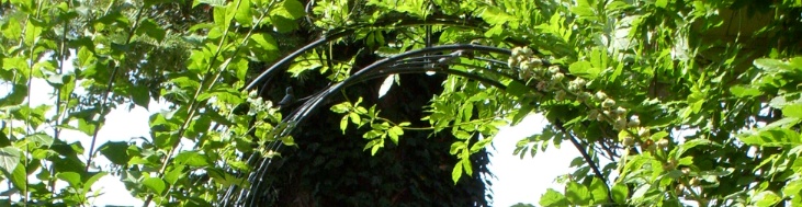 header.jpg
